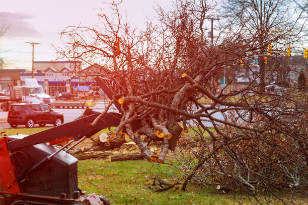 How Our Tree Care Process Works  in  New London, IA