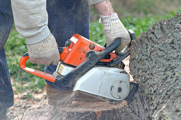 Best Root Management and Removal  in New London, IA